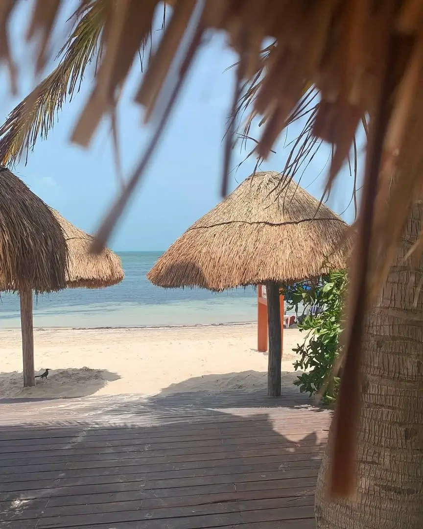 playa las perlas en cancún - sargazo info