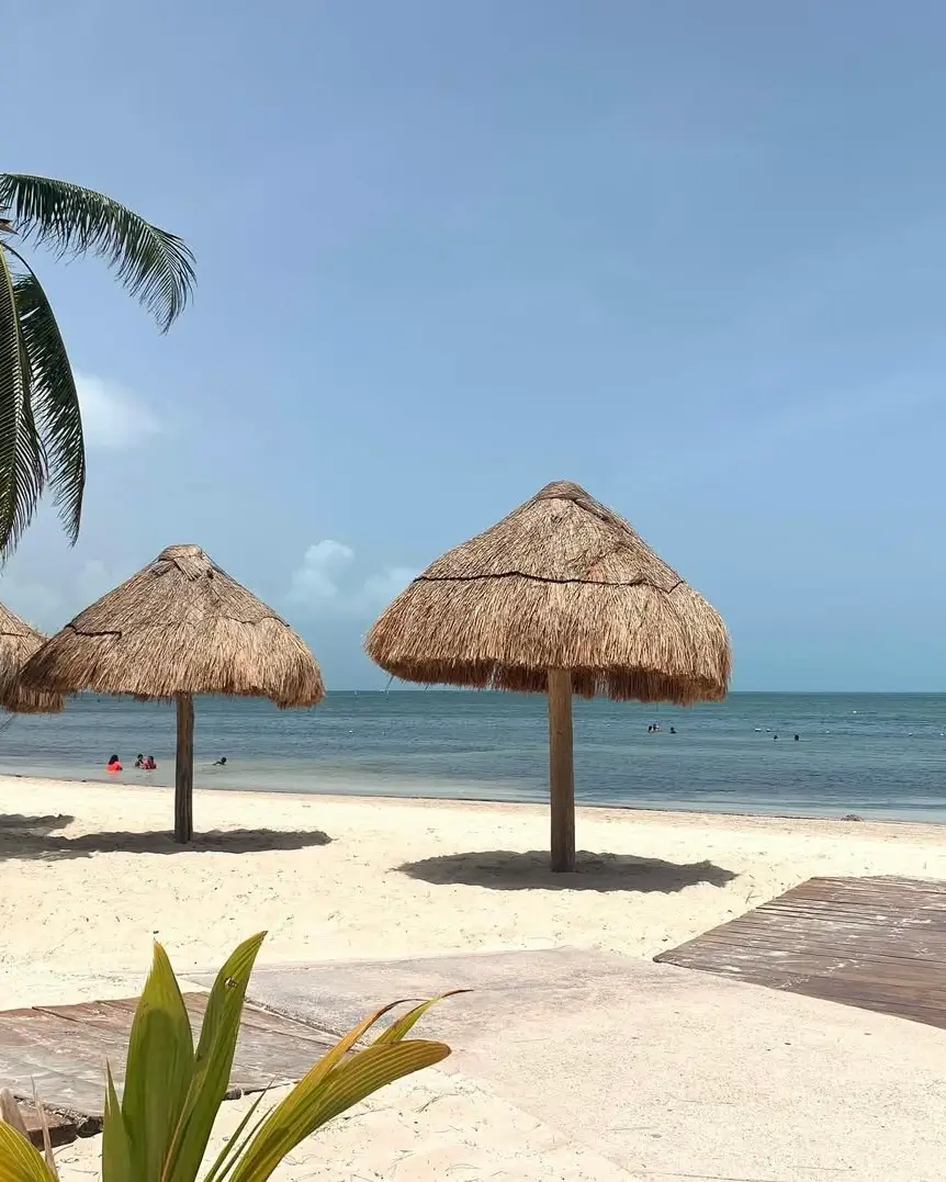 sargazo en playa las perlas en cancún