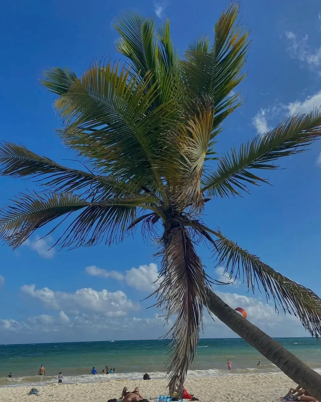 palmera curva en playa 88 playa del carmen riviera maya - sargazo info
