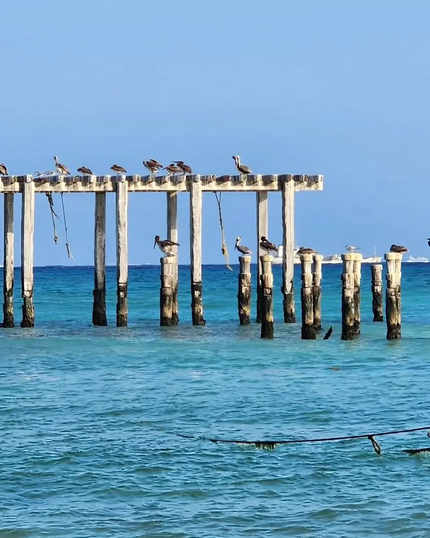 playa centro playa del carmen pelicanos