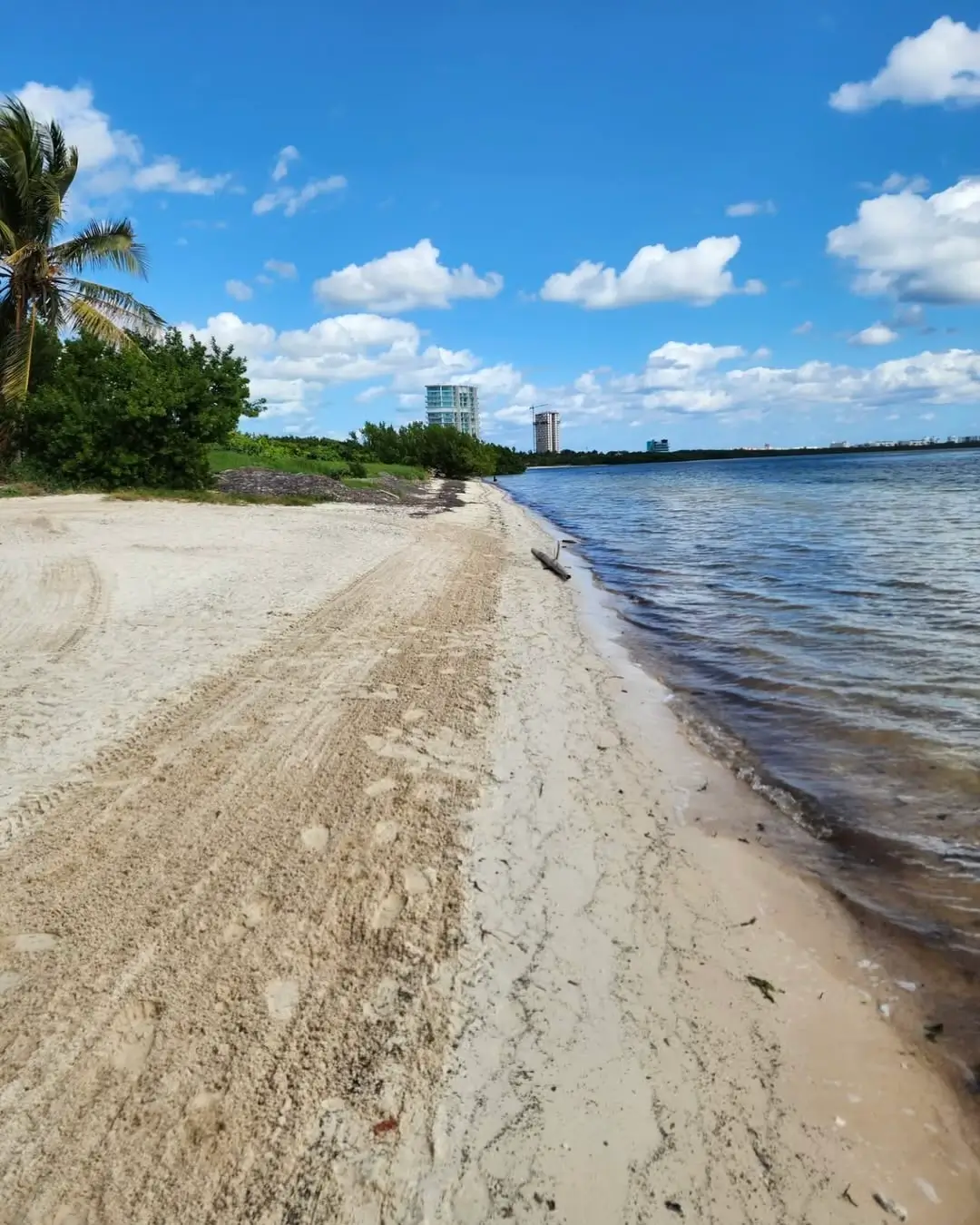 playa coral en cancún - sargazo info
