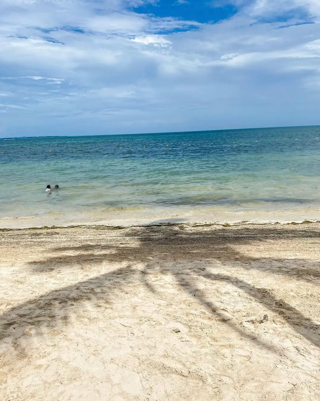 sargazo en playa puerto cancún