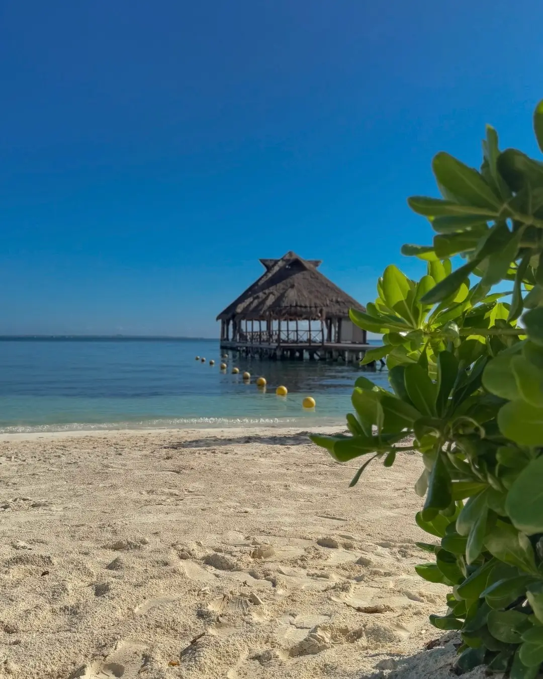 Playas en Puerta del Mar en Cancún - Sargazo Info