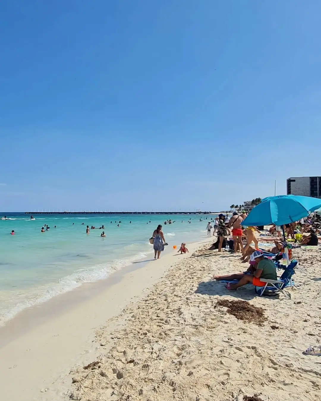 sargazo en playa mamitas playa del carmen