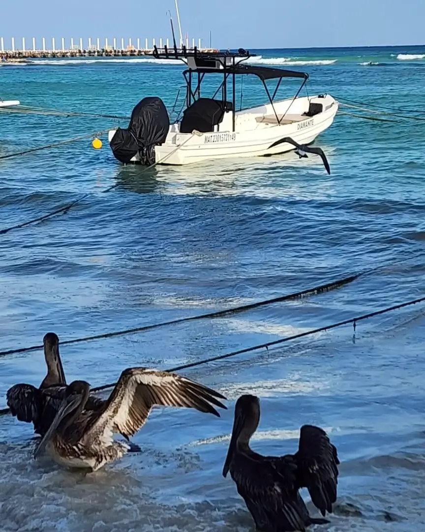 pelicanos nadando y de fondo una lancha atada con una cuerda en playa pelicanos