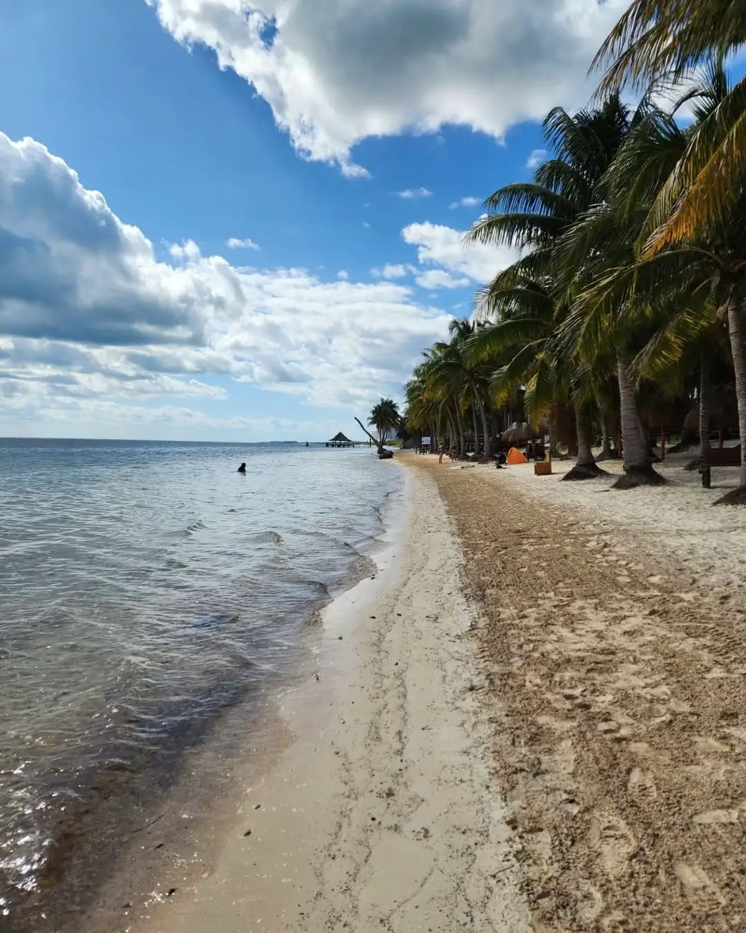 sargazo en playa coral cancún