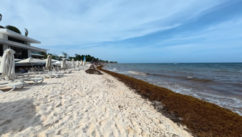 Revisa el Sargazo Hoy 18 de Junio 2025 en Isla Mujere