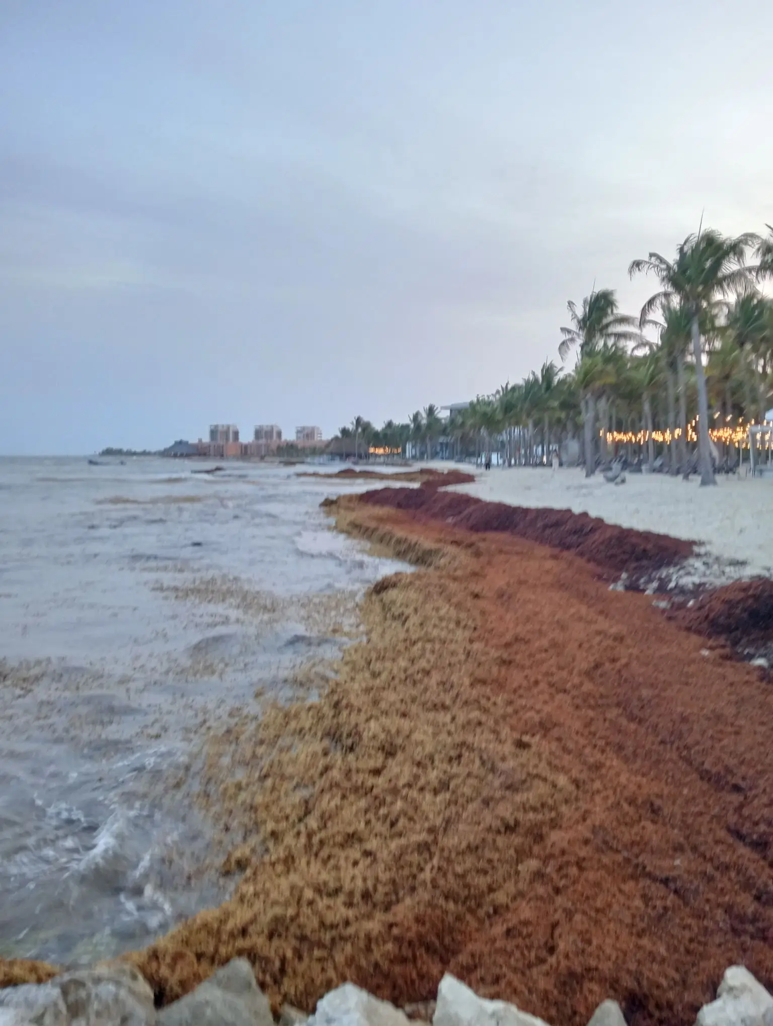 Sargazo hoy 17 de junio 2025 en Playa Xcalacoco, Playa del Carmen
