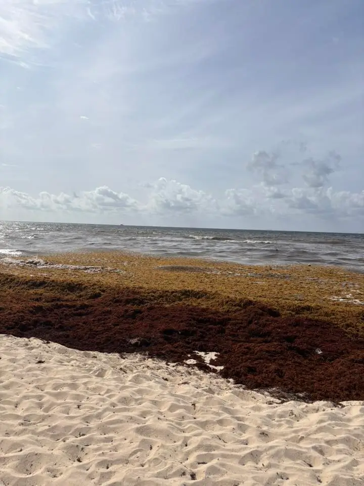 sargazo hoy 17 de junio en playacar playa del carmen