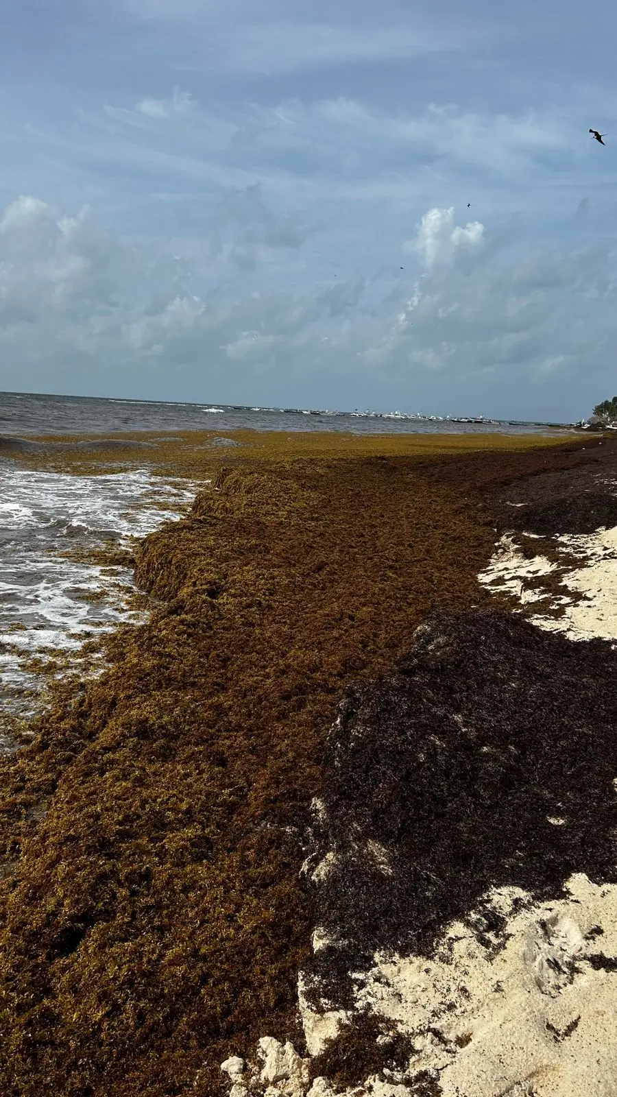 sargazo hoy 19 de junio en playa 72 playa del carmen