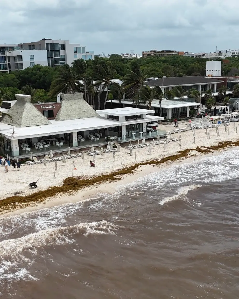 sargazo hoy 19 de junio en playa mamitas playa del carmen