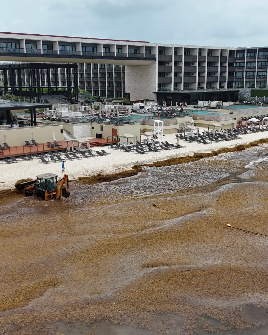 sargazo hoy 19 de junio en playa mamitas playa del carmen