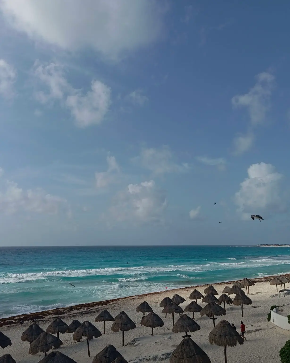 Sargazo hoy en Playa Delfines Cancún