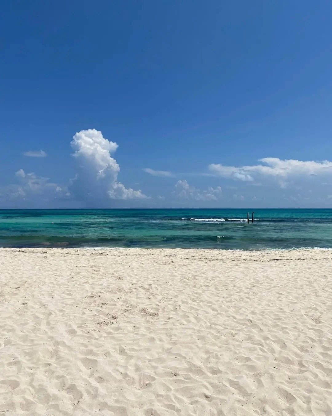 sargazo hoy en playa paraiso playa del carmen