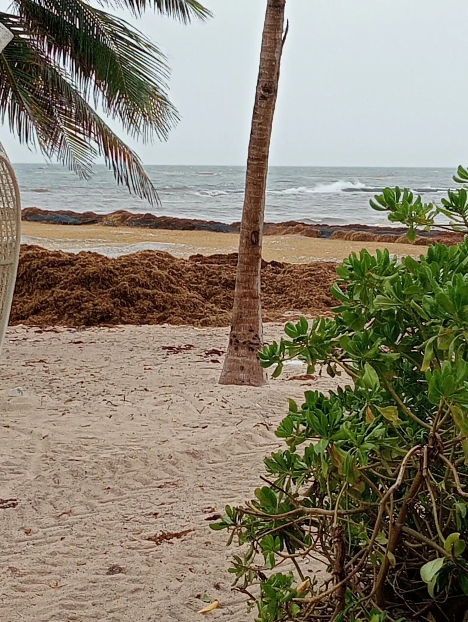 sargazo hoy 19 de junio en playa del carmen