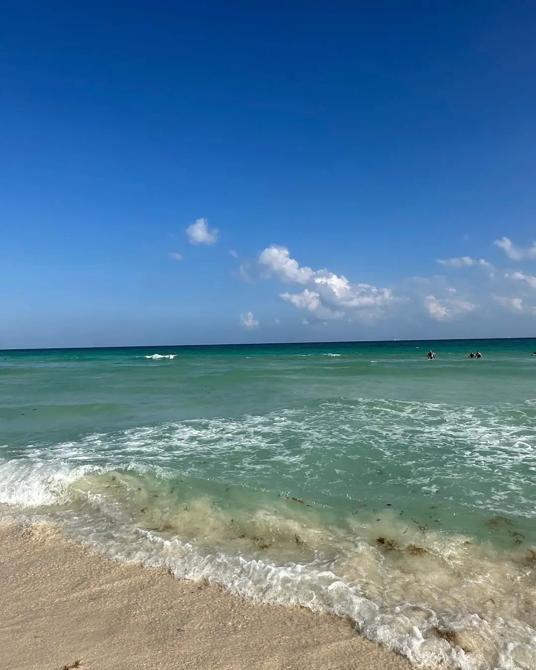 sargazo hoy en playacar fase 2 - sargazo info