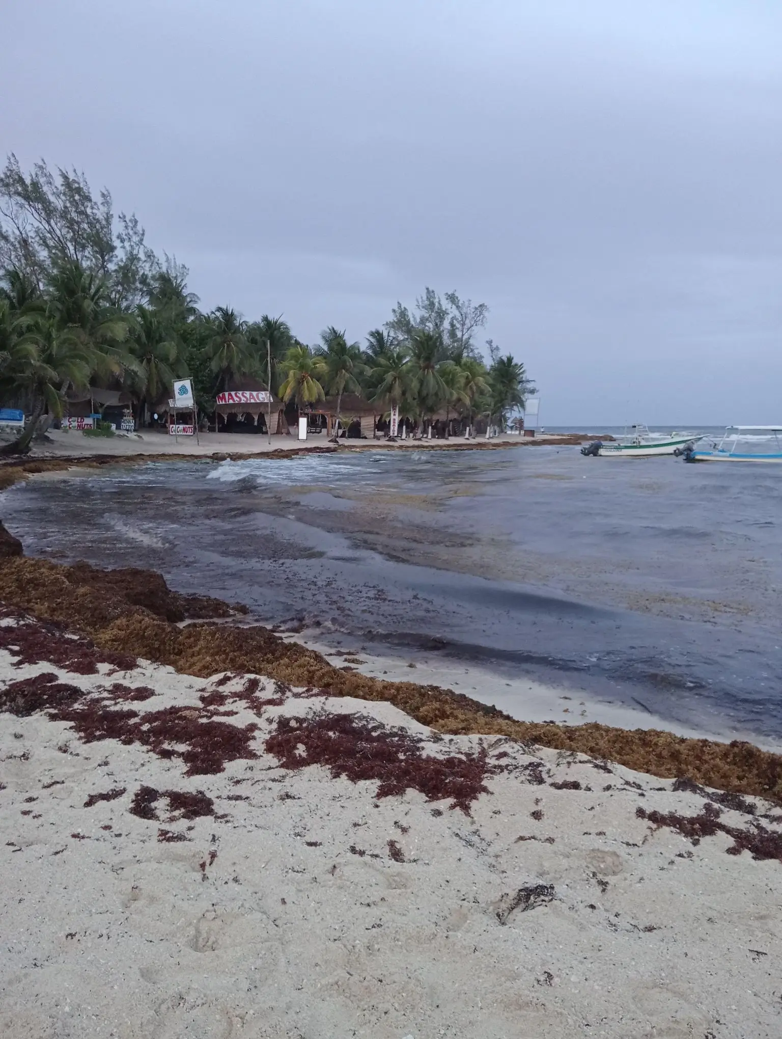 sargazo hoy 19 de junio en playa del carmen