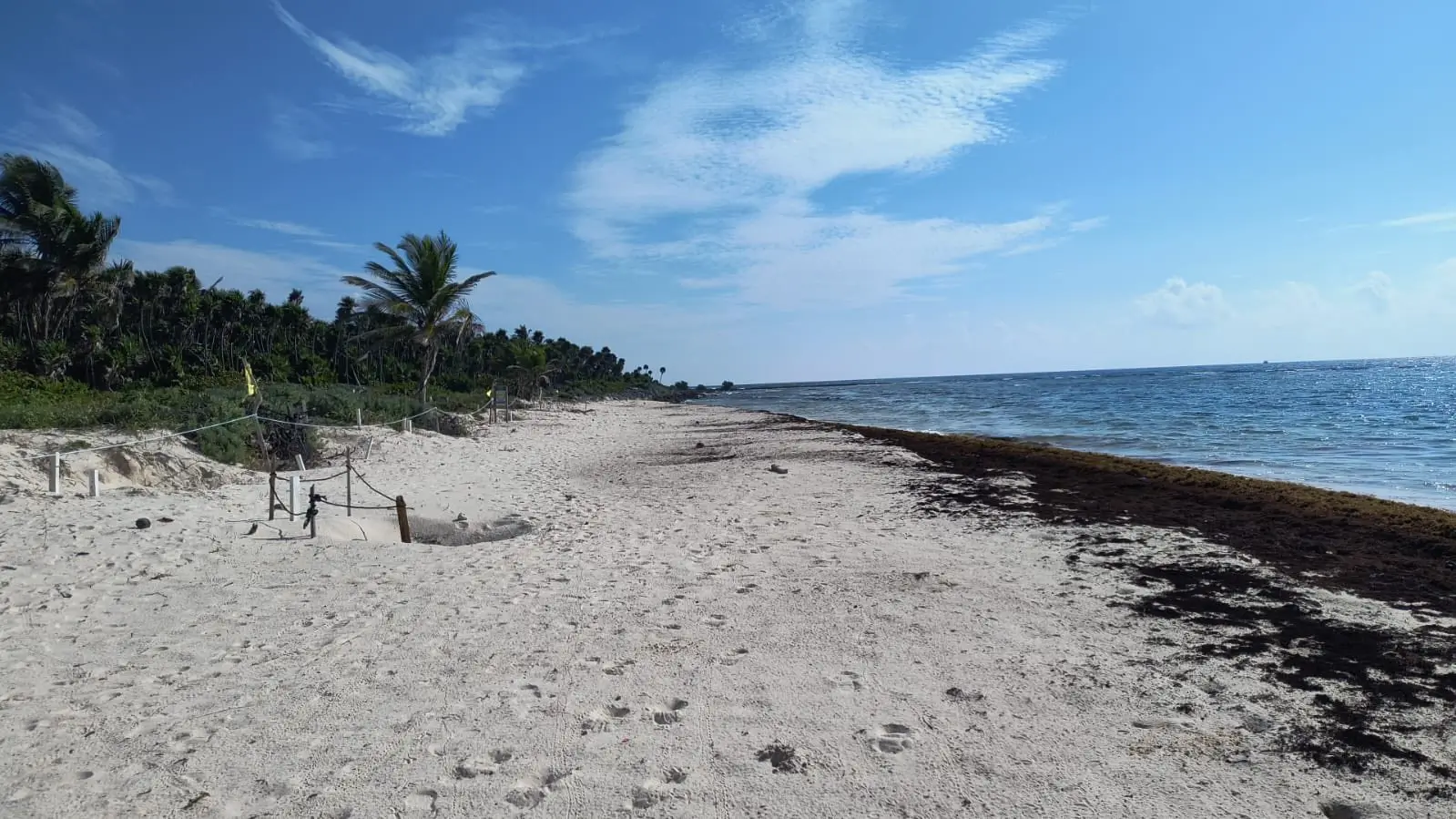 Sargazo Hoy 26 de Septiembre 2025 en Quintana Roo