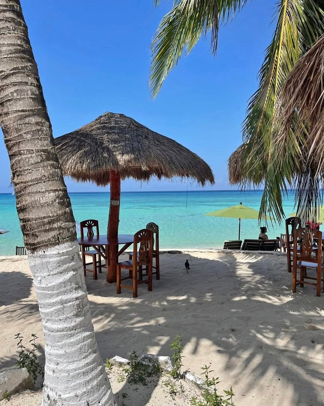 estado del sargazo hoy en playa palancar cozumel