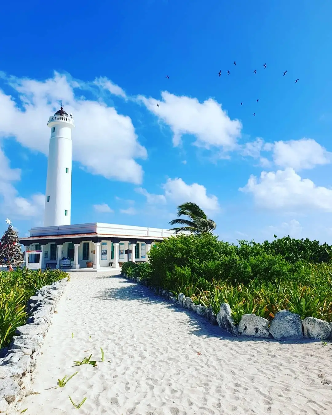 punta sur en cozumel mexico sargazo