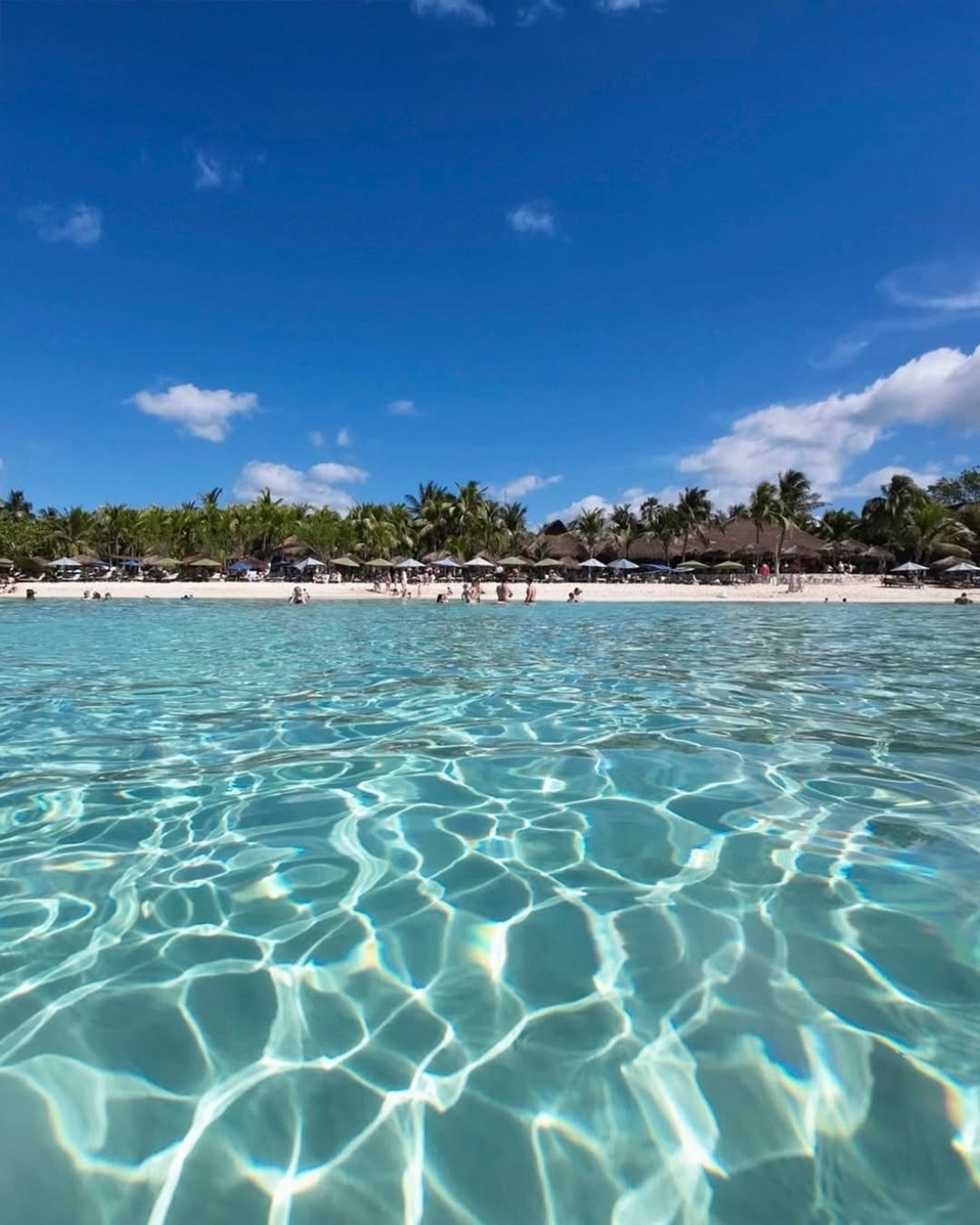 sargazo en playa palancar cozumel