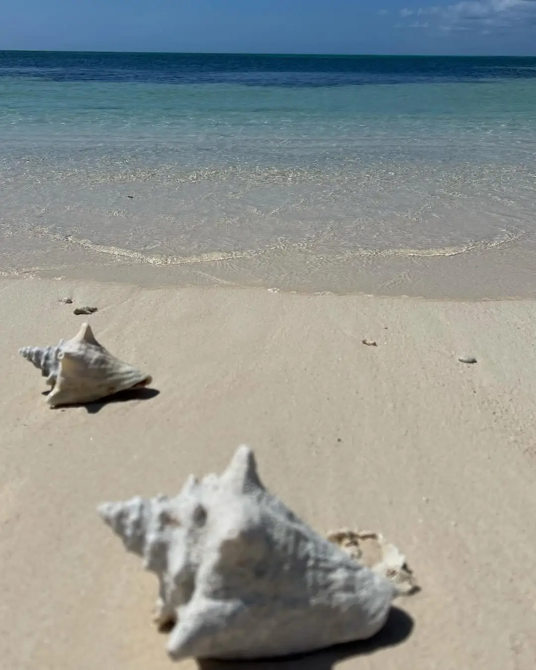 sargazo hoy en punta sur cozumel