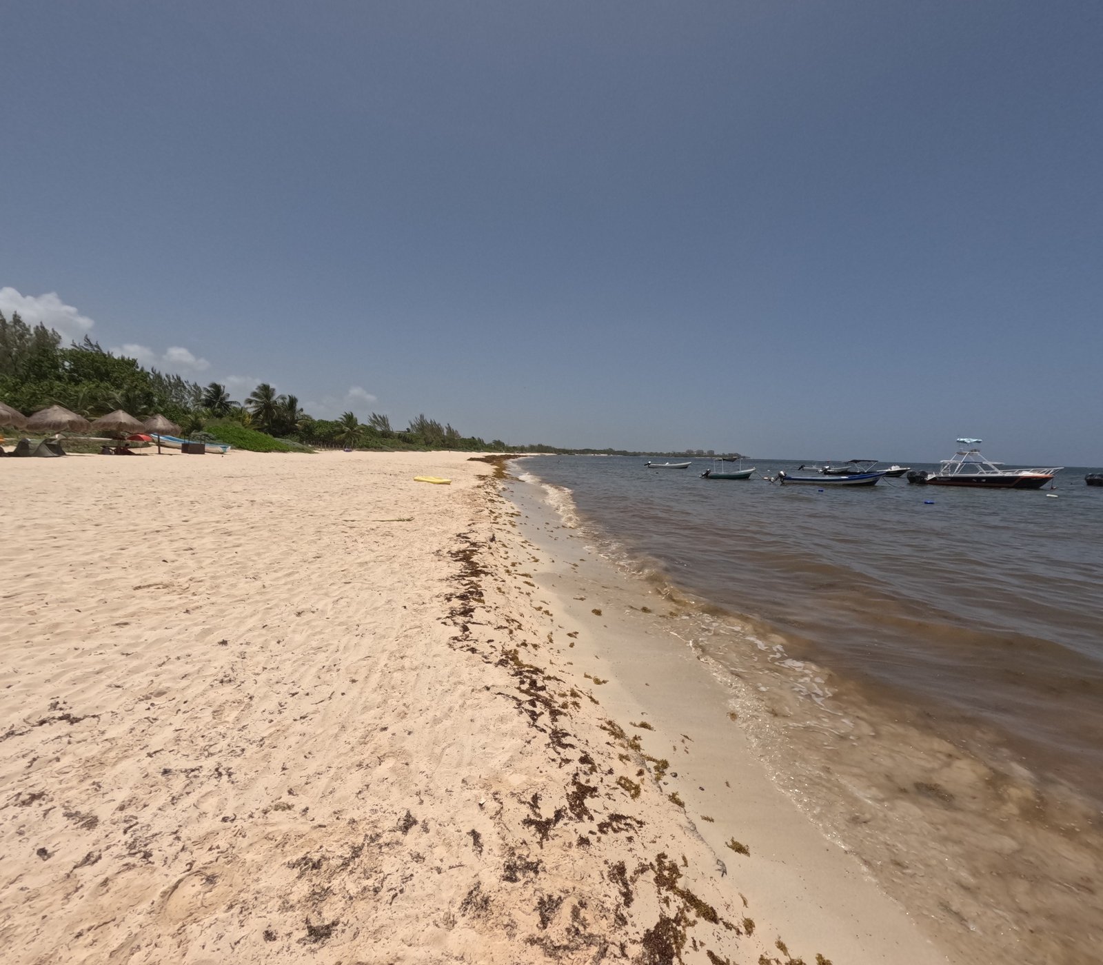 Estado del Sargazo Hoy Viernes 5 de Junio 2026 en Playa del Carmen