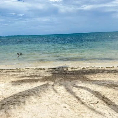 sargazo en playa puerto cancún